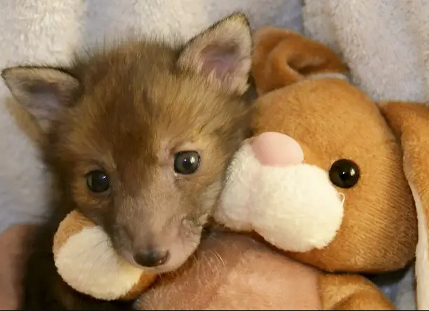 Tiny Abandoned Baby Fox