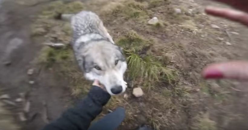 Excited wolf dogs welcome their mommy