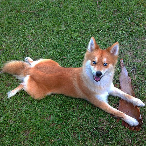 Cutest Pomeranian-Husky