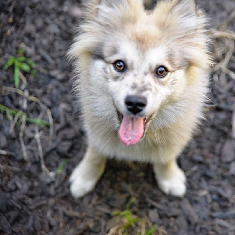 Adorable Mixed-Breed