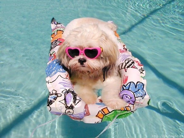 Animals That Are Living Their Best Lives In Pools