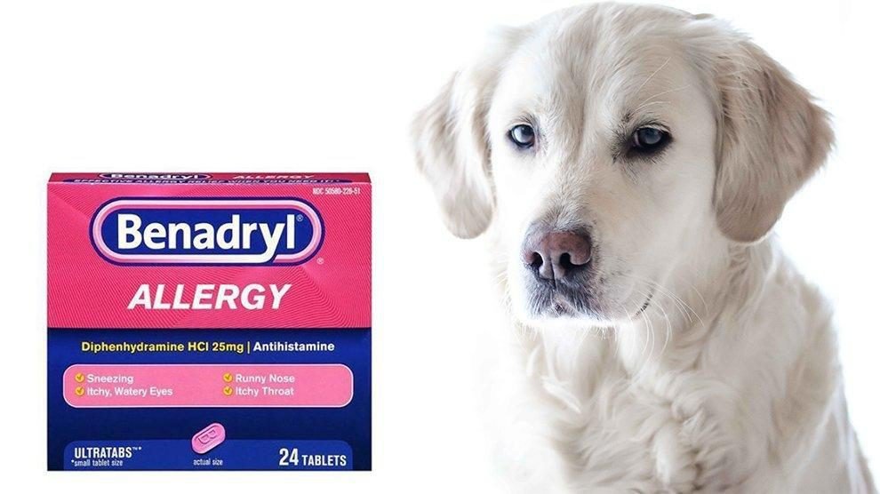 Benadryl For Dog