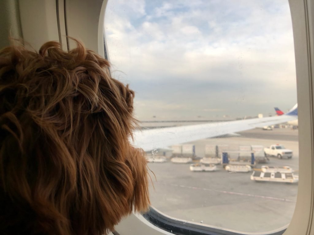 Dogs On Plane Enjoying Their Flight