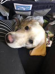 Dogs On Plane Enjoying Their Flight