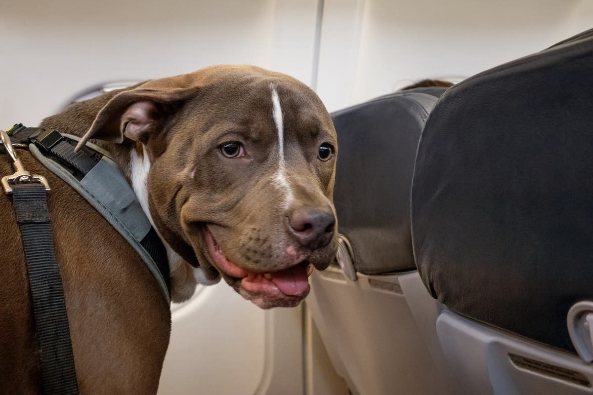 Dogs On Plane Enjoying Their Flight