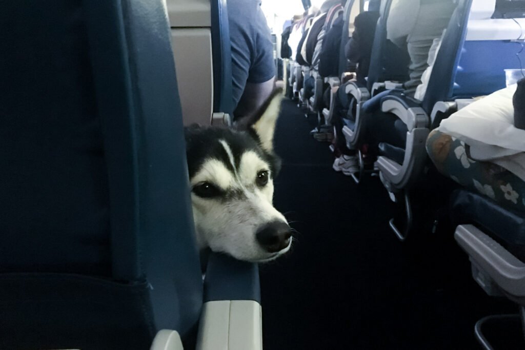 10 Lovely Dogs On Plane Enjoying Their Flight