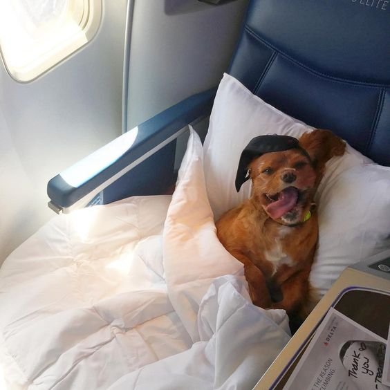 Dogs On Plane Enjoying Their Flight