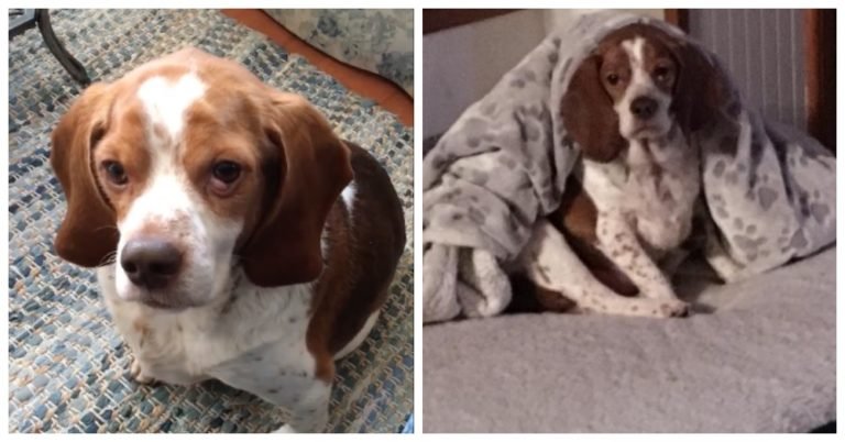 Obese Beagle Transformation