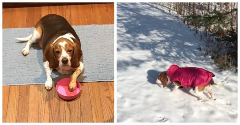 Obese Beagle Transformation