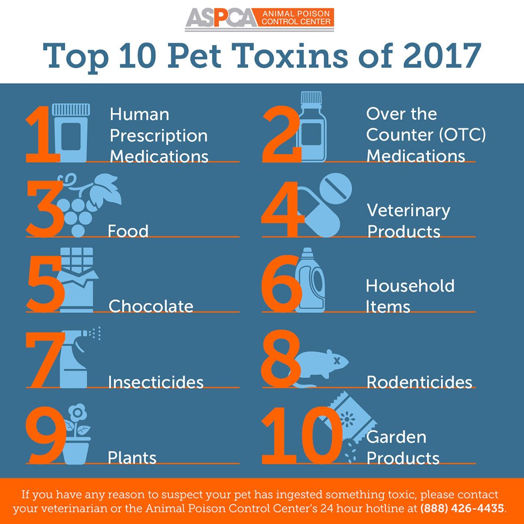 Pet Poisons That Need To Be Avoid