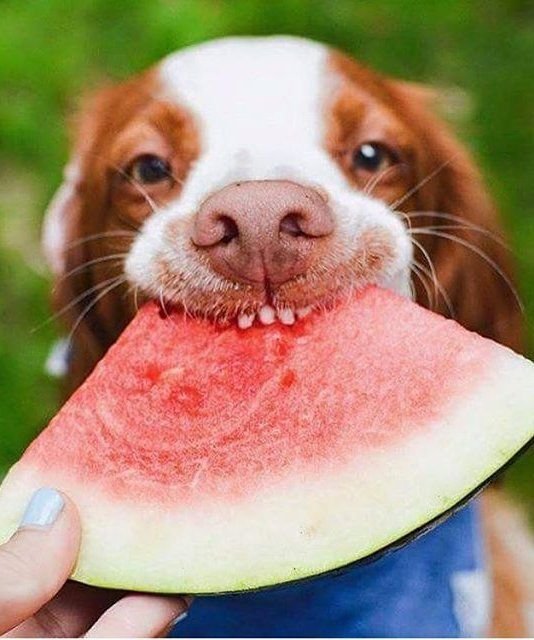 Puppies That Love Watermelon