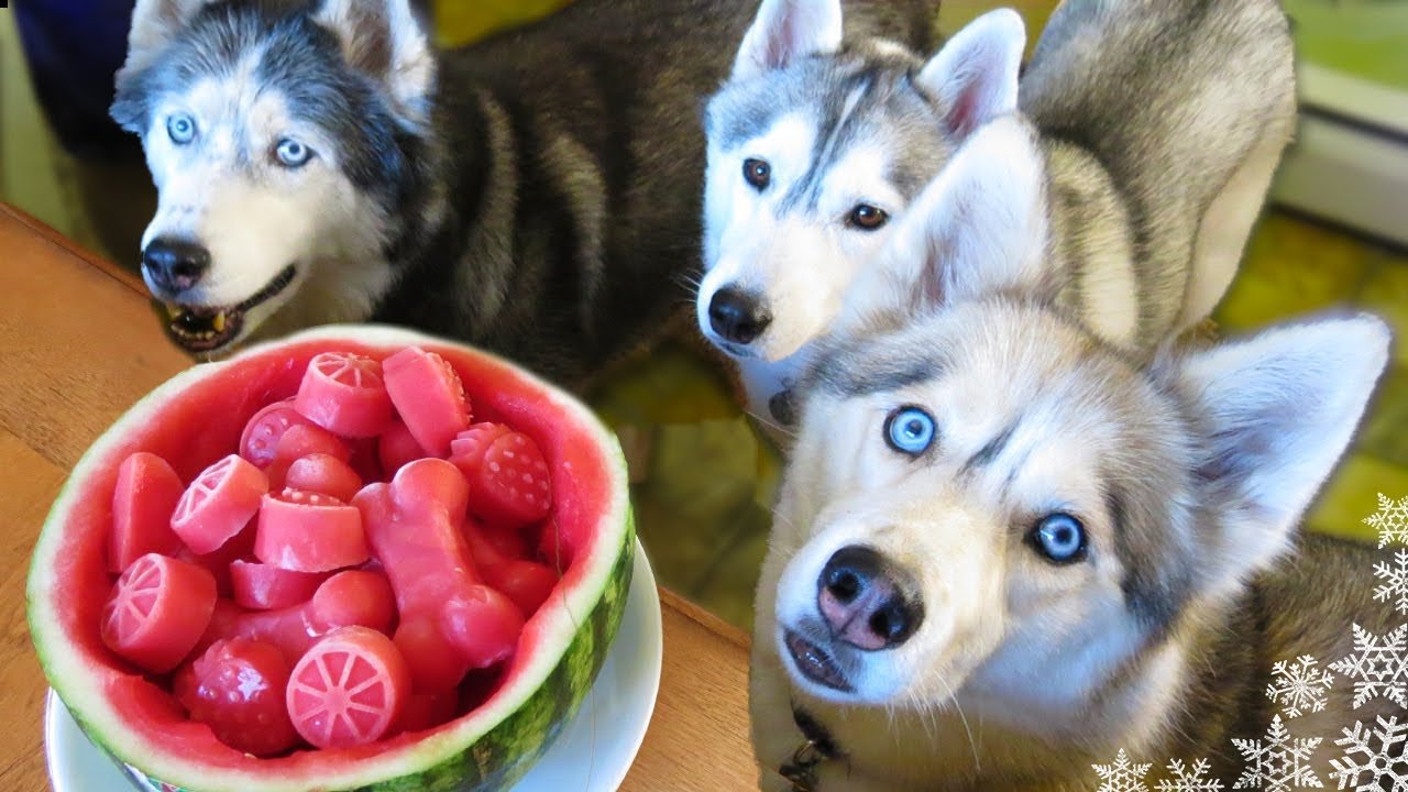 Puppies That Love Watermelon