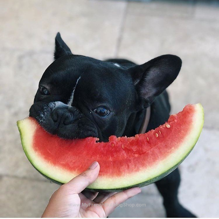 dogs and fruits 