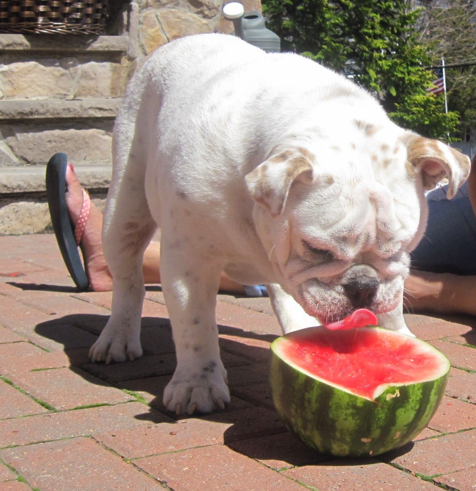 Puppies That Love Watermelon