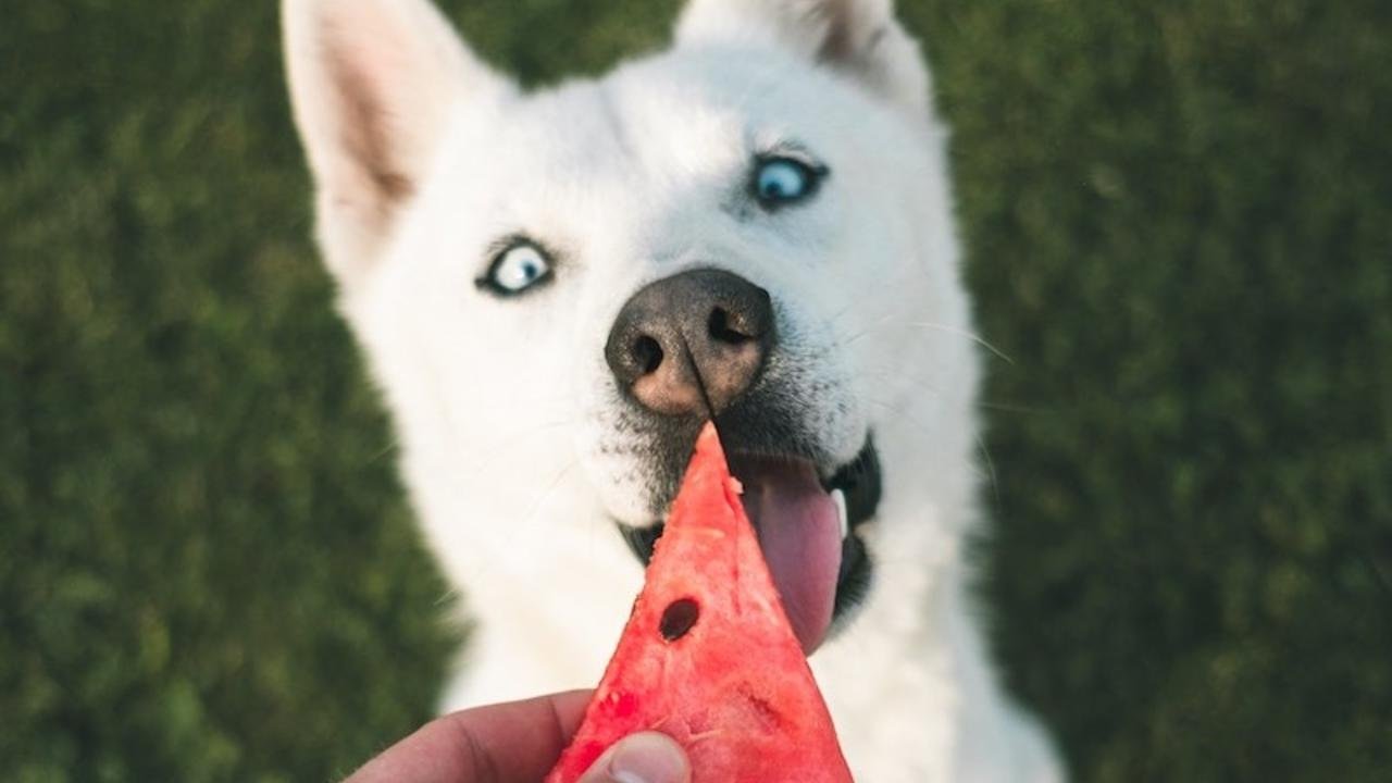 Puppies That Love Watermelon