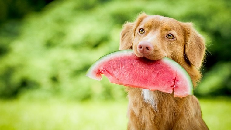 dogs and fruits