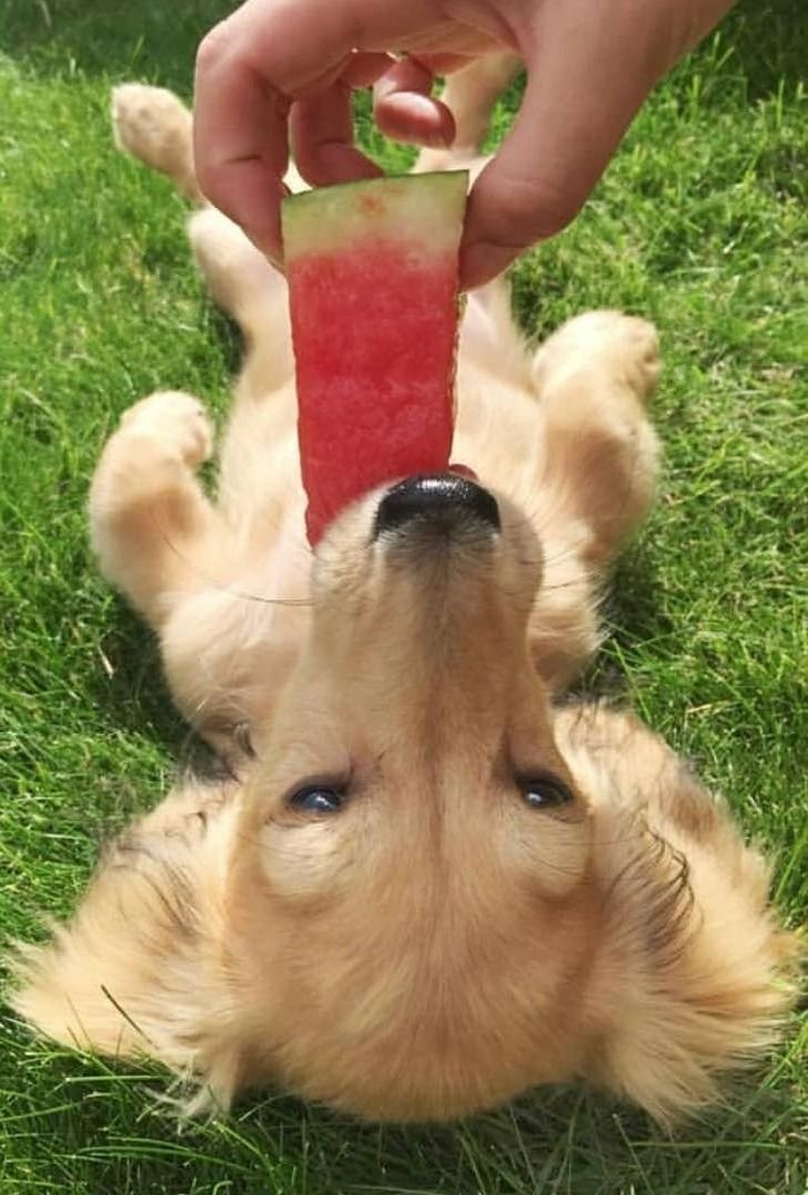 dogs and fruits 