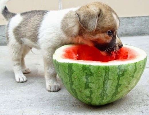 dogs and fruits 