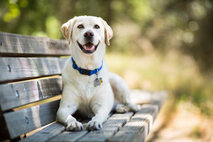 Unique And Beautiful Dogs