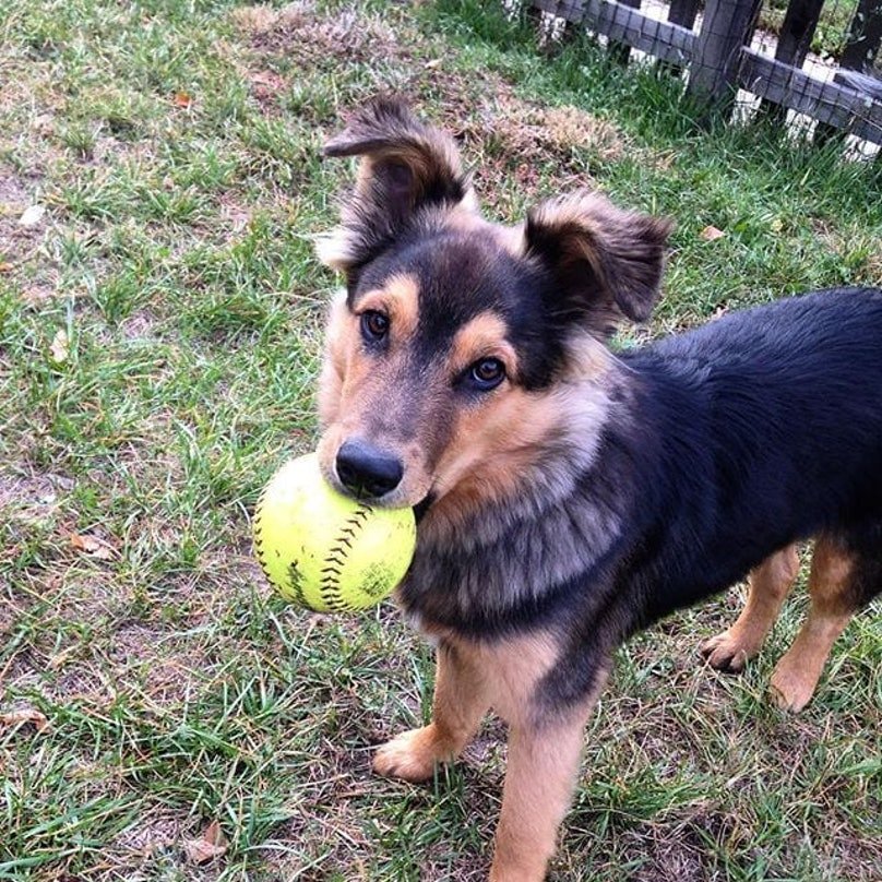 Adorable Mixed-Breed