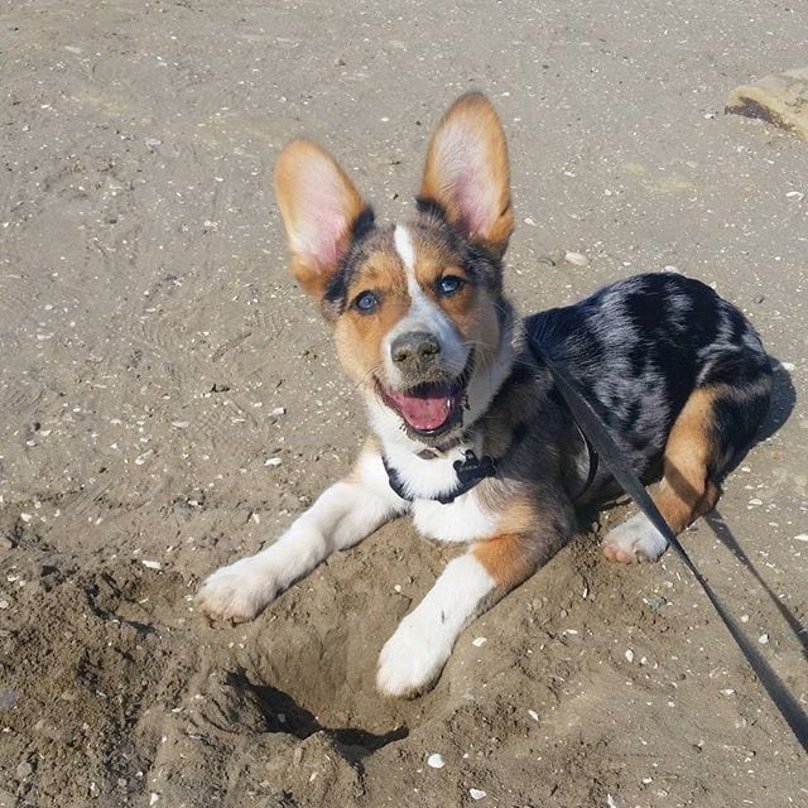 Adorable Mixed-Breed