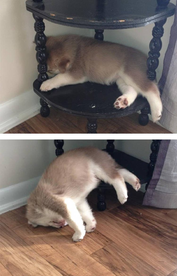 Animals Sleeping In The Most Uncomfortable Positions