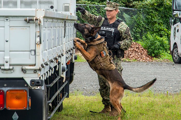 Military dogs