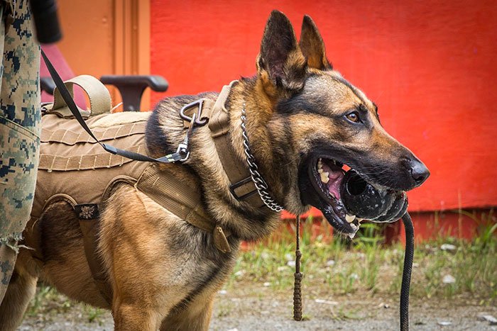 Military dogs