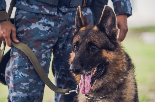 Military dogs