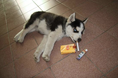 husky Cigarette smoke