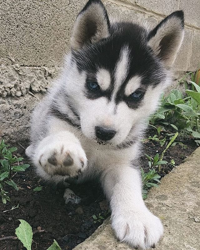 Cute Puppies Saying Hi