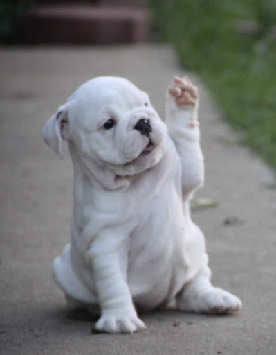 Cute Puppies Saying Hi