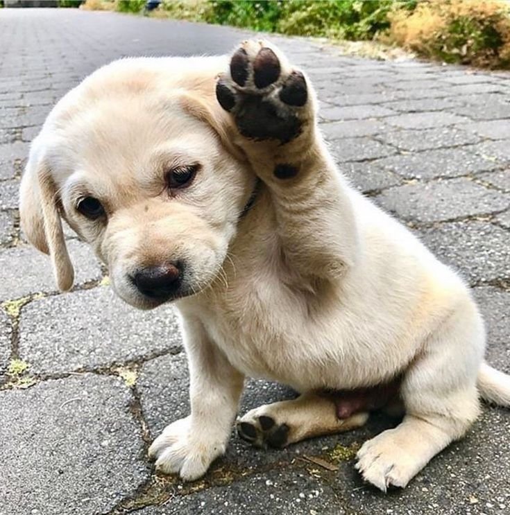 Cute Puppies Saying Hi