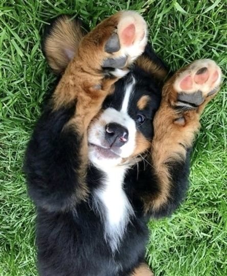 Cute Puppies Saying Hi