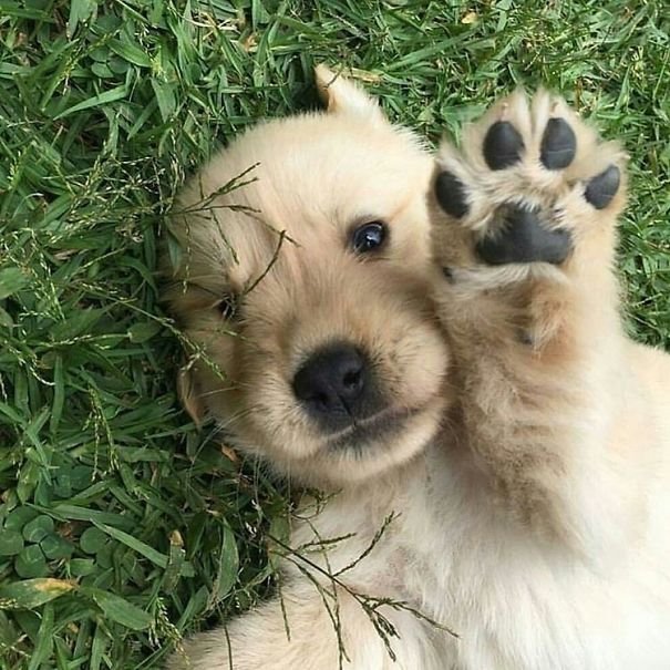 Cute Puppies Saying Hi