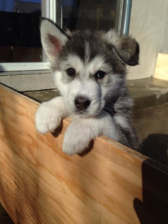 Dogs Are Actually Only Half-Listening