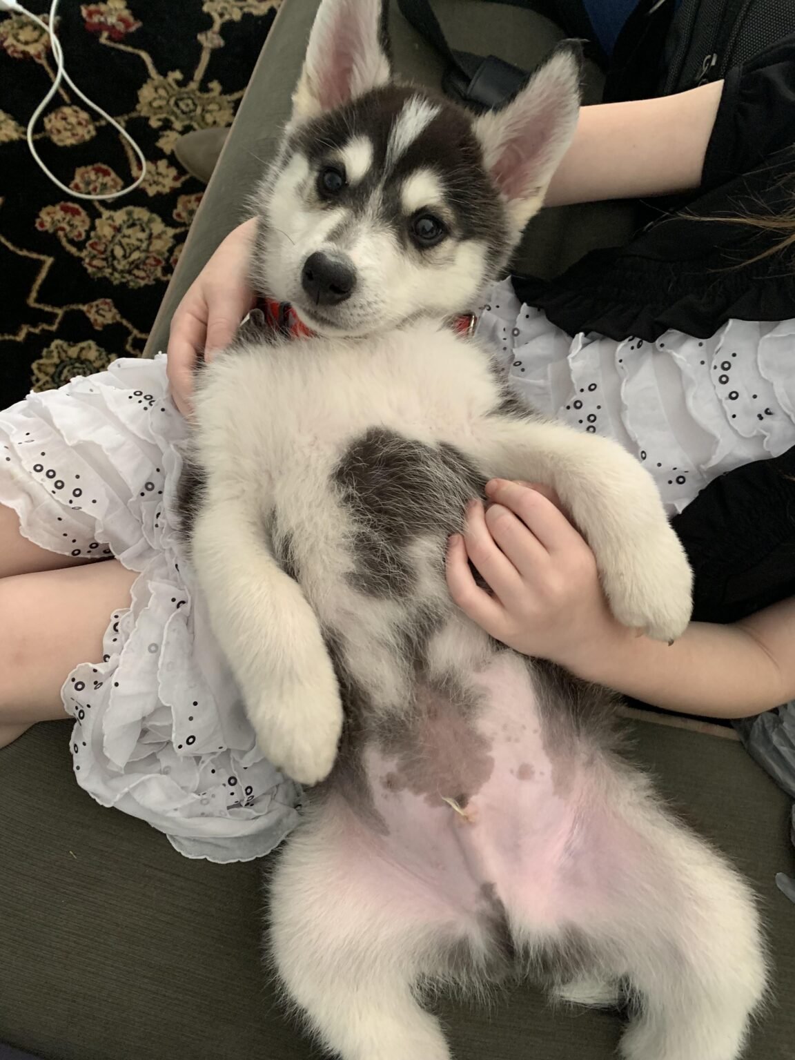 10 Most Effective Ways To Calm A Siberian Husky