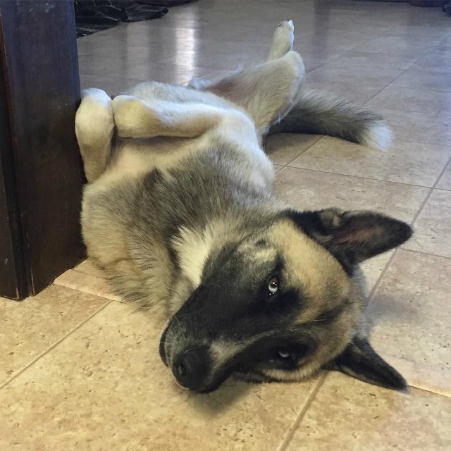 Husky + Akita 