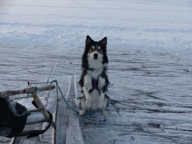 Bordsky: breeds mixed with a husky