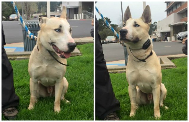 Husky plus Bull Terrier equals Busk Terry