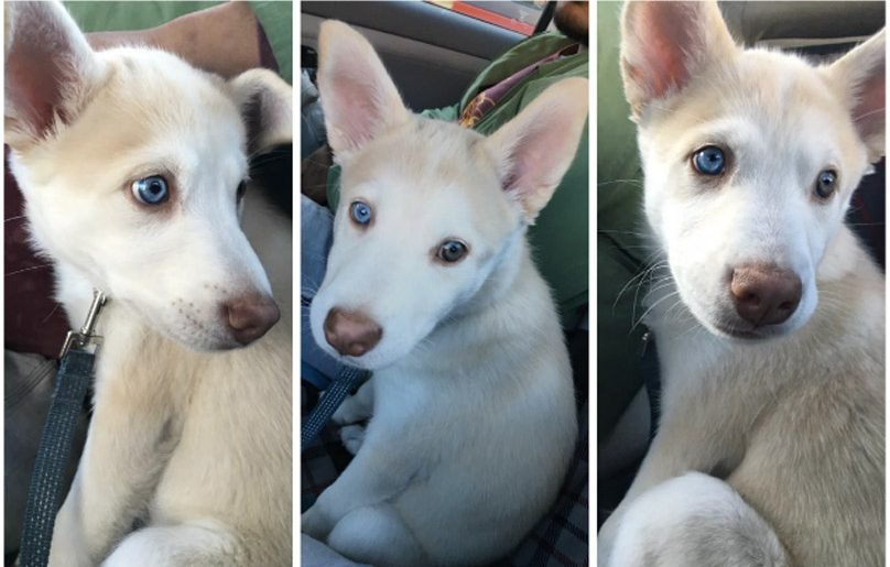 husky and malamute puppy 