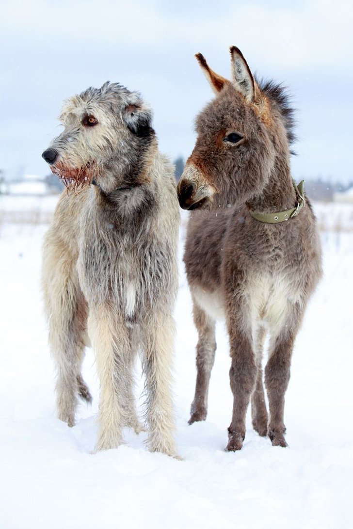 "biggest dog breeds in the world list" Irish Wolfhound