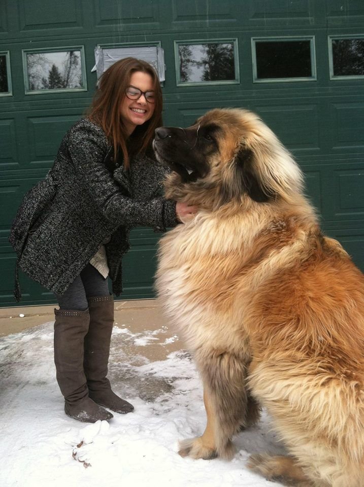 what are biggest dog breeds?