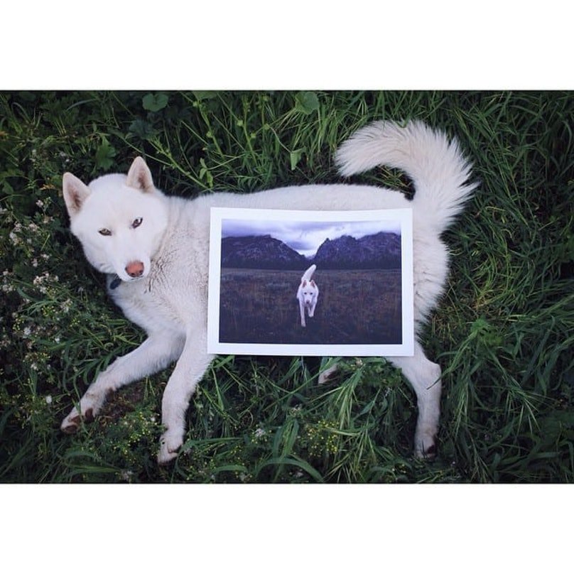 Husky On Grass