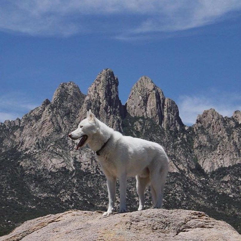 Husky Exploring The Mountains