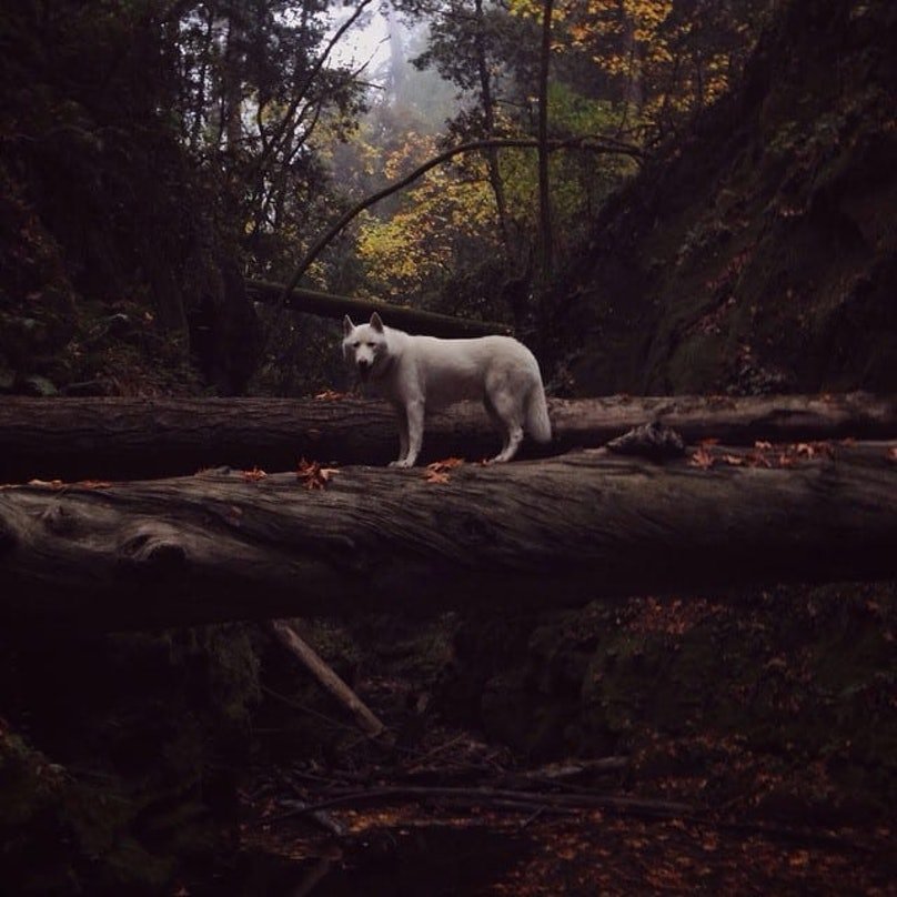 [Husky Pictures] Husky In the Forest 