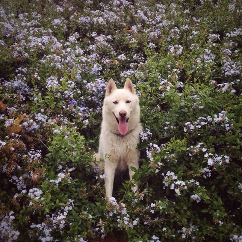 Husky Posing with Flowers 