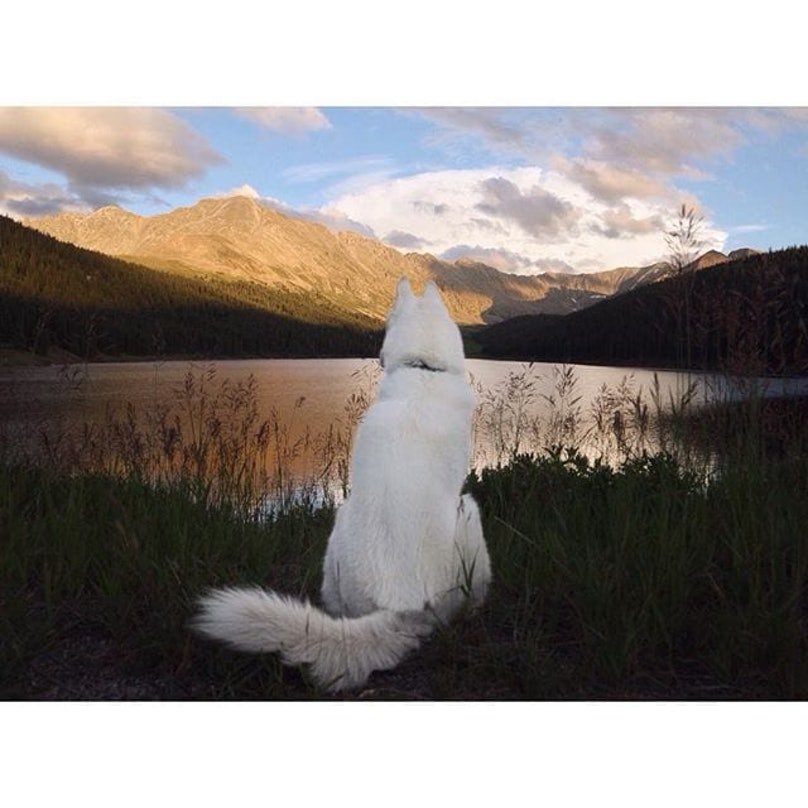 "Husky" Enjoying [Lake View]