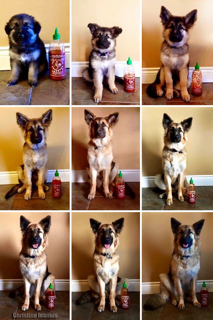 Owner Documents Their Dog’s Growth By Using A Bottle Of Sriracha For Scale