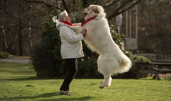 what are largest dog breeds - Pyrenean Mountain Dog